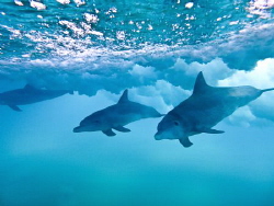 Dolphins in the shorebreak. A few seconds later the wave ... by Jenny Strömvoll 